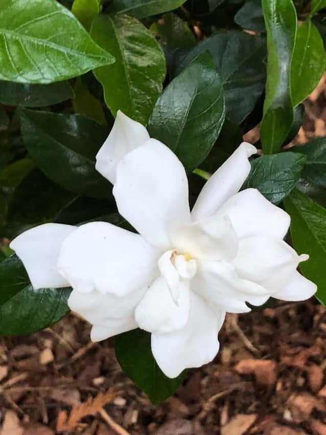 White gardenia flower against glossy green leaves