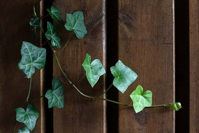 Heart-shaped ivy leaves on trailing stems