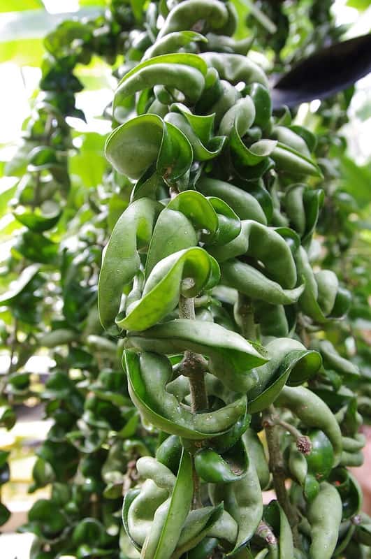 Twisted green leaves on trailing Hoya carnosa 'Compacta' stems