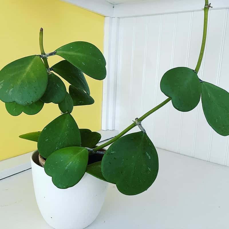 Hoya kerrii: Potted vining plant with heart-shaped leaves.