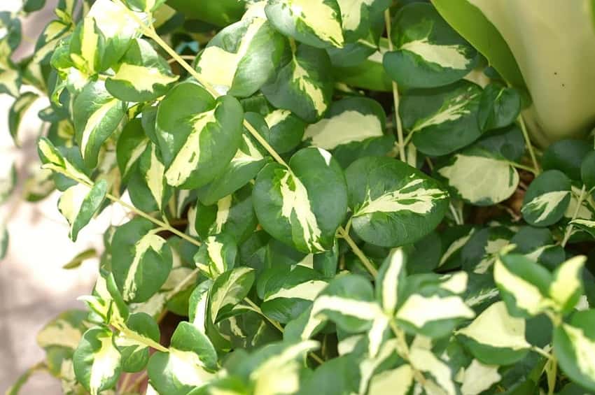Cream-centered green leaves of Vinca major Wojo’s Jem