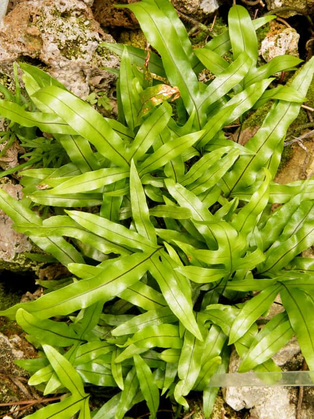 Strap-like and lobed green fronds of kangaroo paw fern