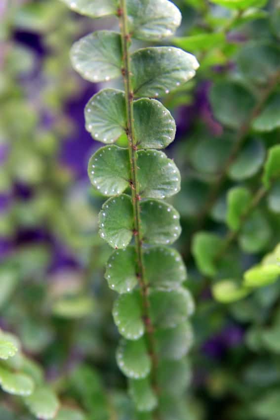 Rounded leaflets on a Nephrolepis cordifolia 'Duffii' frond