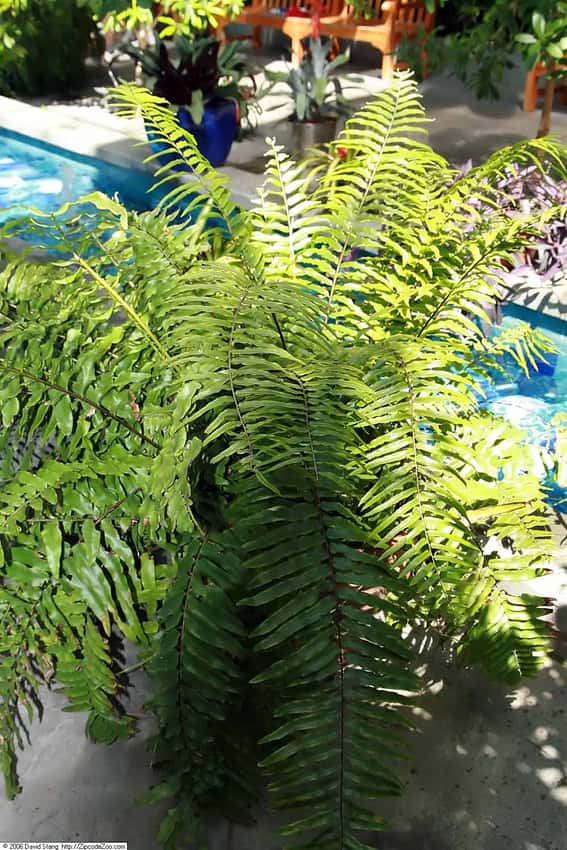 Large arching fronds of Nephrolepis biserrata 'Macho' fern