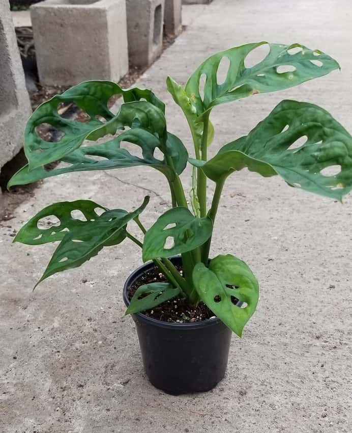 Monstera adansonii: Monstera adansonii (Swiss Cheese Plant) houseplant view