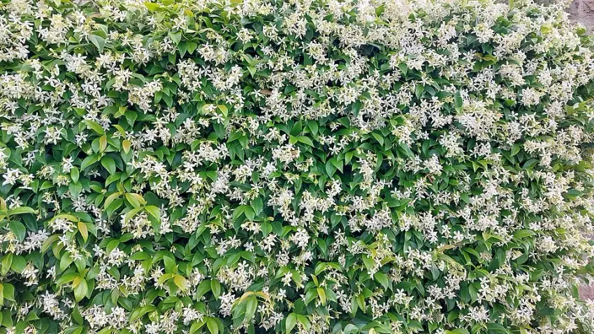 Pink jasmine in flower.