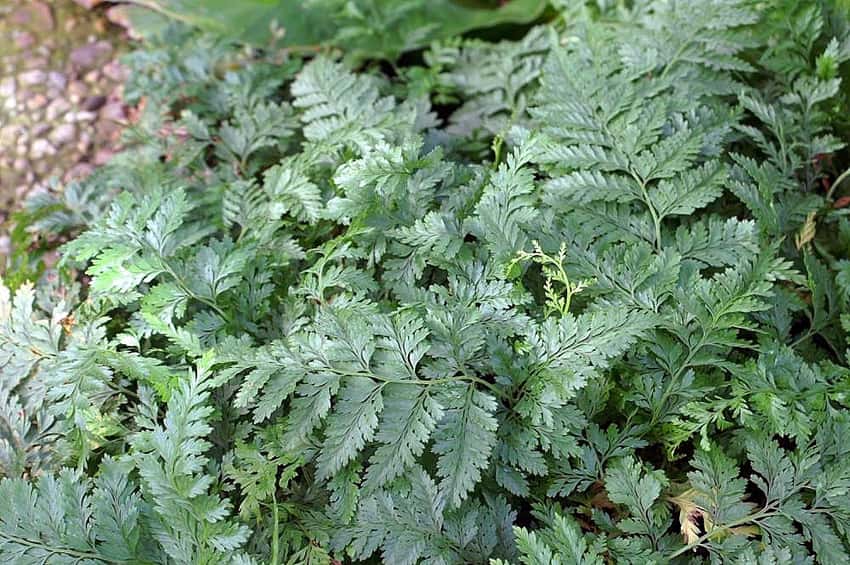 Fine divided green fronds of rabbit-foot fern