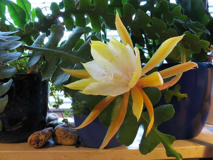 Disocactus anguliger fishbone cactus flowering in a container