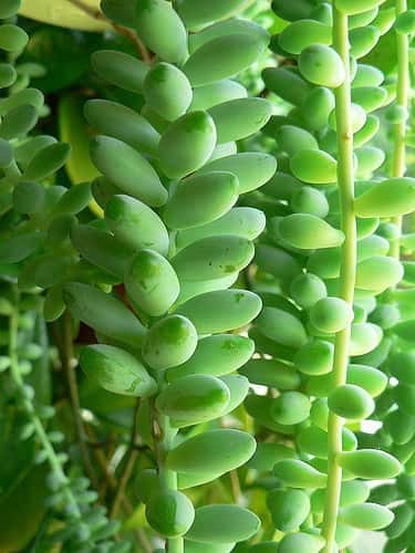 Sedum morganianum: Sedum morganianum