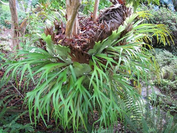Staghorn fern with antler-shaped fronds growing on a tree
