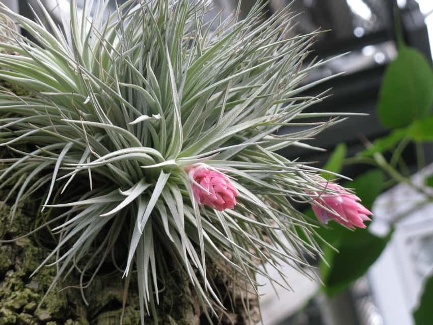 Representative Tillandsia oaxacana air plant with silvery narrow leaves and pink buds; assortment varies