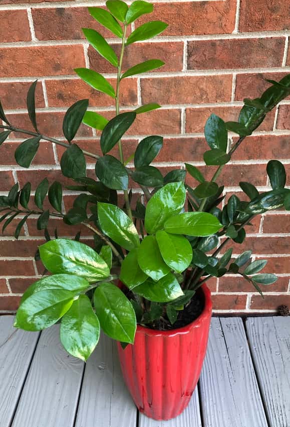 Zamioculcas zamiifolia: Potted plant with shiny, pinnate leaves like a Zamia cycad.