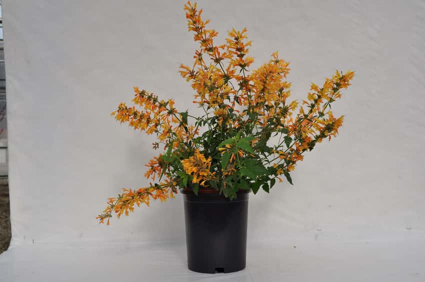 Orange Sunrise Orange agastache flowers on a potted plant.