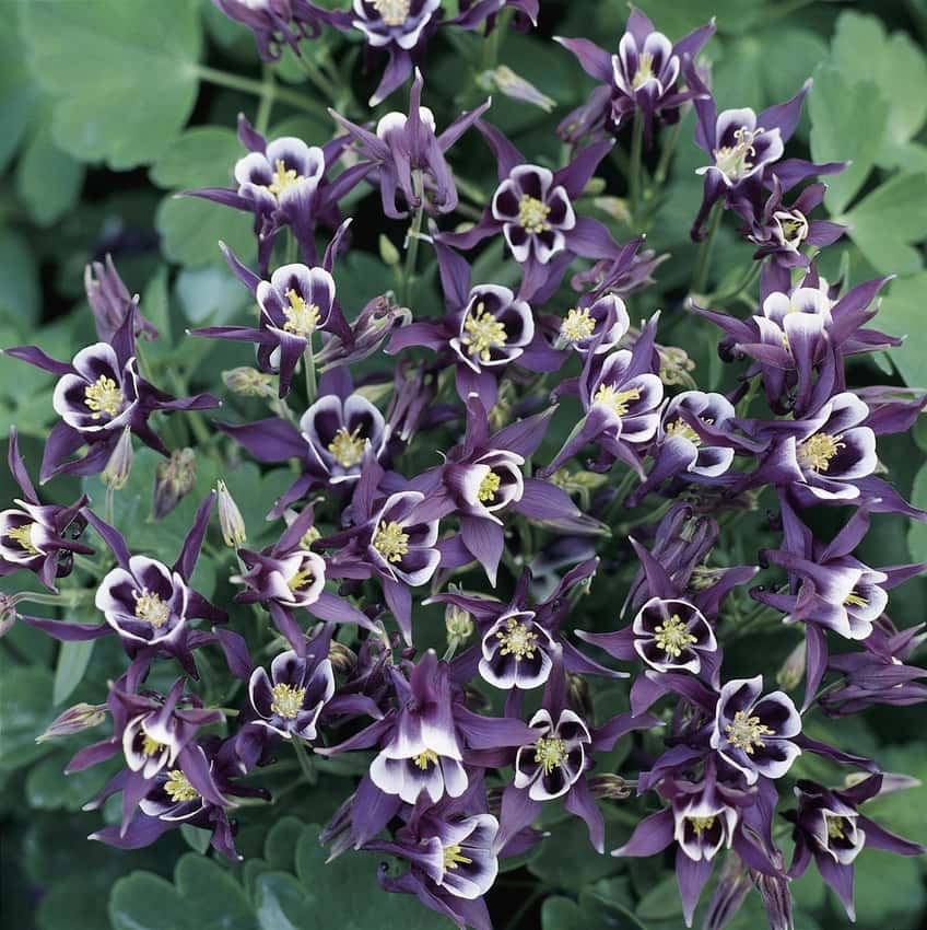 Single purple-and-white Winky columbine flowers.