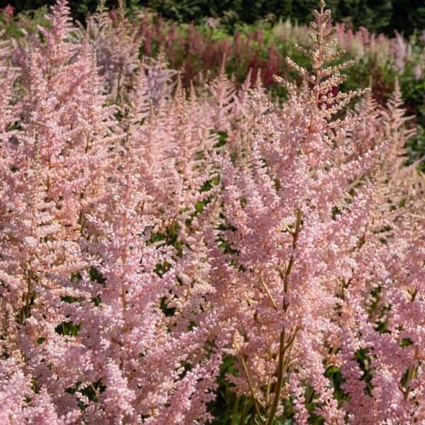 Pale pink Erica astilbe plumes in a garden.