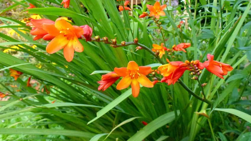 Orange Pekoe crocosmia flowers with golden throats.