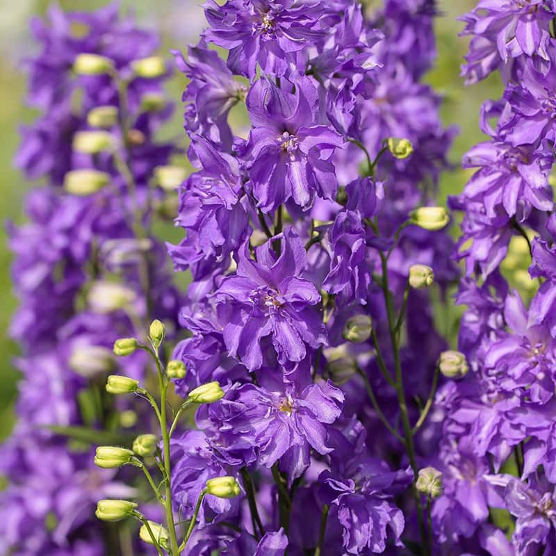 Purple Delgenius Breezin delphinium flower spikes.