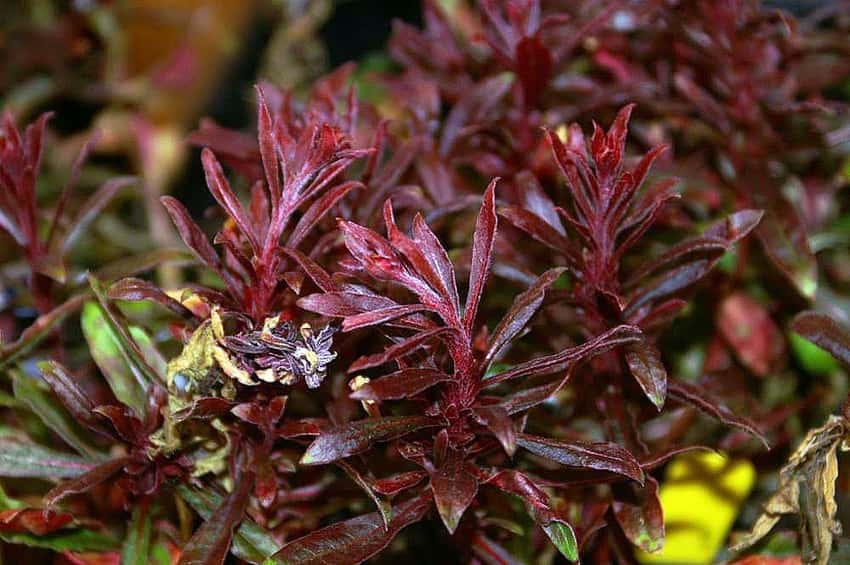Deep burgundy young foliage of Crimson Butterflies gaura.