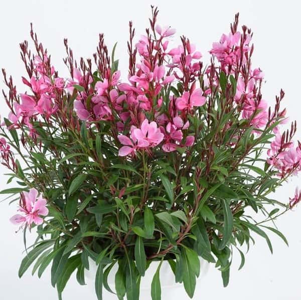 Pink Steffi Dark Rose gaura flowers above narrow green leaves.
