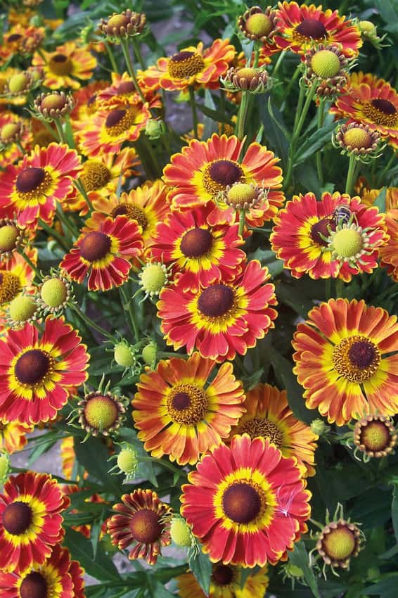 Red-and-yellow Mariachi Fuego sneezeweed flowers.