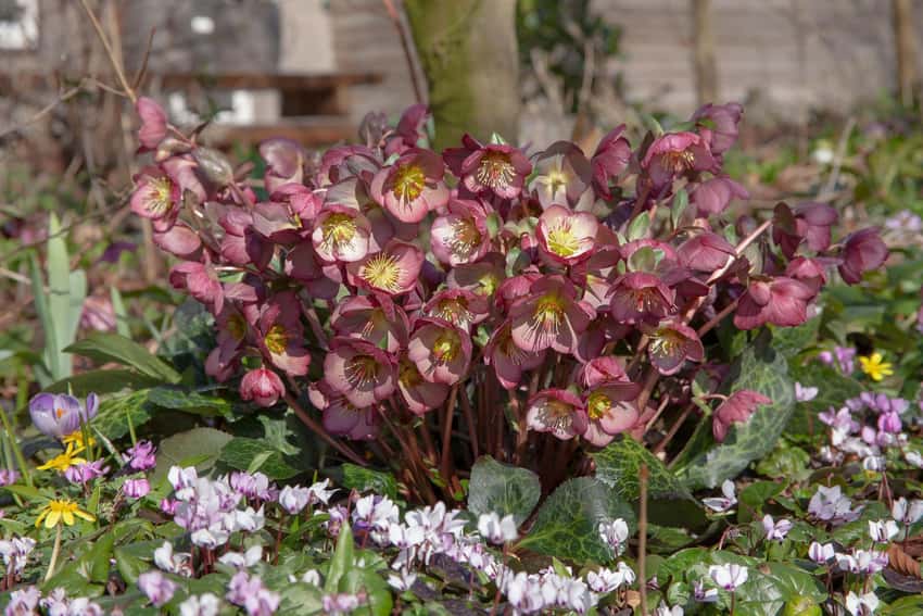 Reddish-purple Elemental hellebore flowers in a mixed planting.
