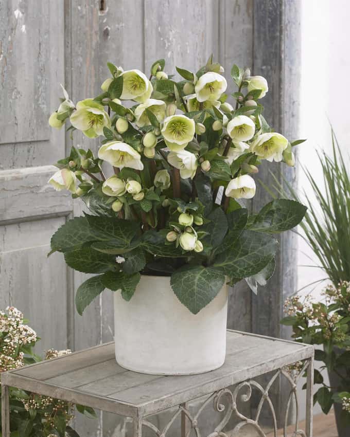 Creamy Moon Dance hellebore flowers in a decorative pot.