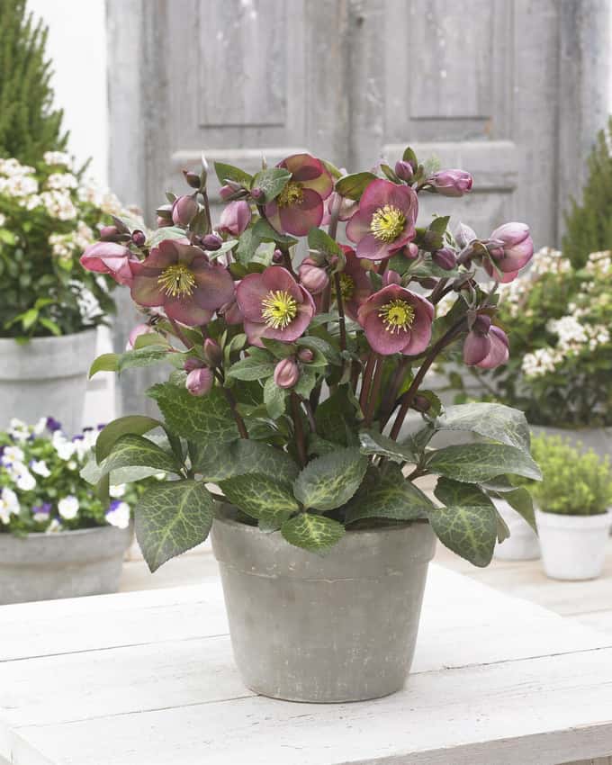 Pink Pippa’s Purple hellebore flowers above patterned foliage.