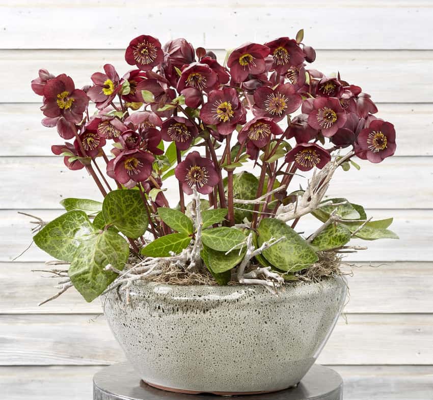 Burgundy Vibey Velvet hellebore flowers in a shallow container.