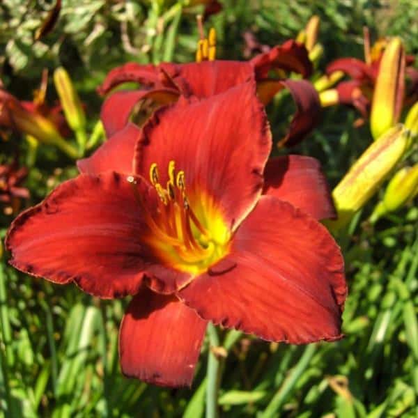 Ruby-red Ruby Stella daylily with a yellow throat.