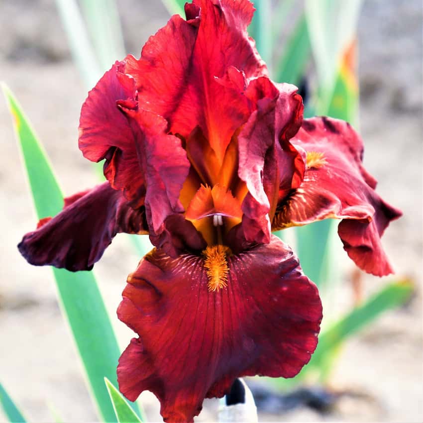 Deep red Bernice’s Legacy bearded iris with orange beards.