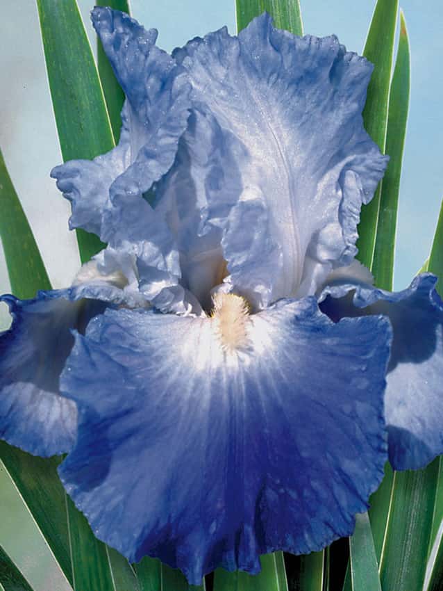 Pale blue and violet Clarence bearded iris flower.