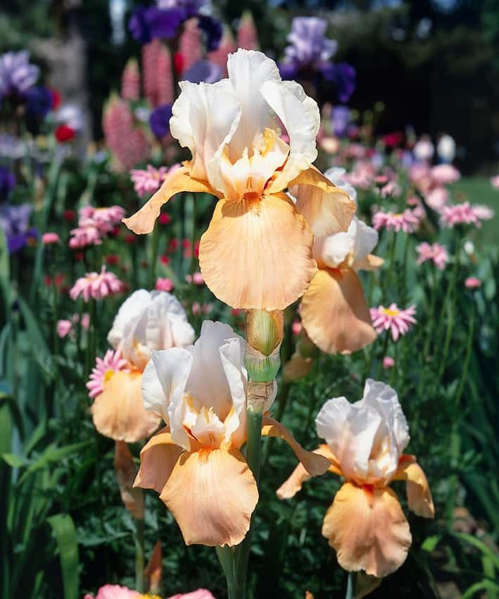 Invitation bearded iris with white upper petals and apricot lower petals.