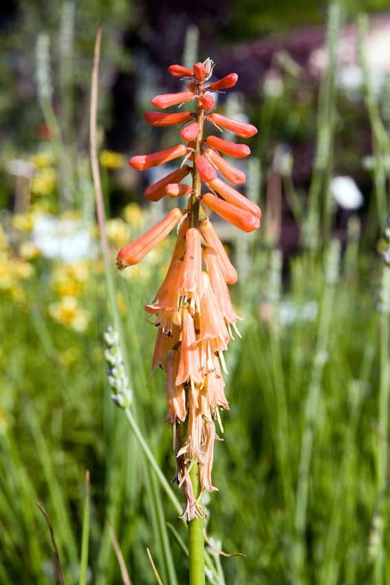Orange tubular flowers on a Flamenco red-hot poker spike.