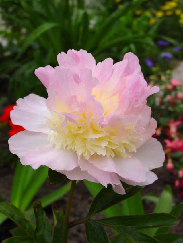 Pink and cream Raspberry Sundae peony flower.
