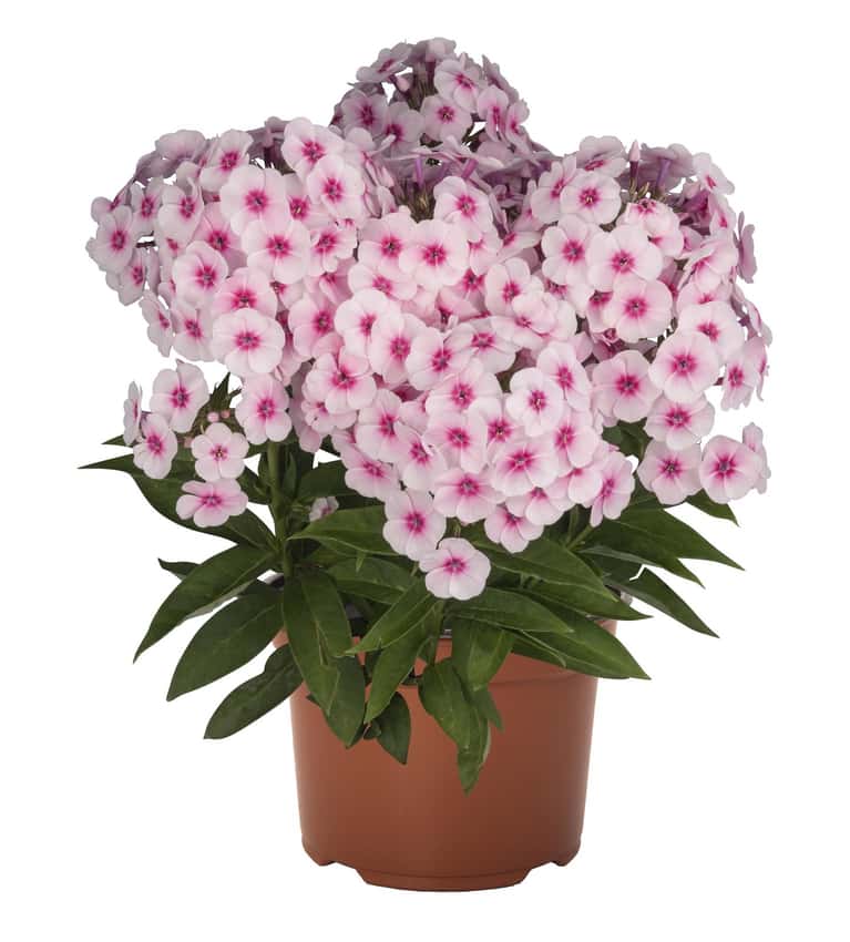 Pale pink Flame Pro Baby Doll phlox blooms with dark pink centers.