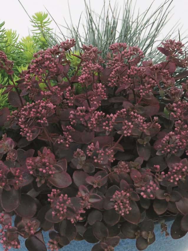 Burgundy Cherry Tart stonecrop foliage and pink flower buds.