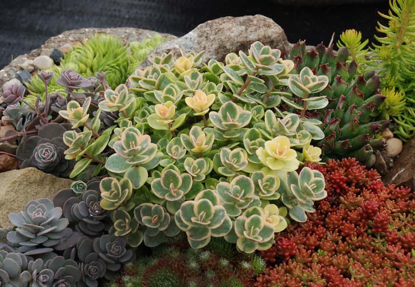 Cream-edged green Lime Twister stonecrop growing among rocks.