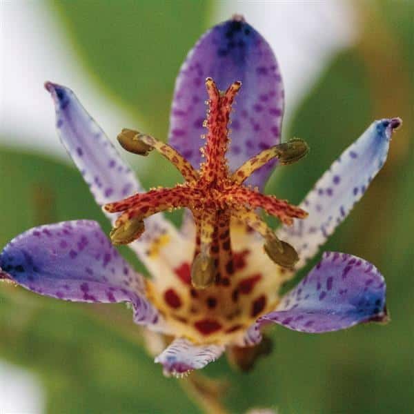 Purple-spotted Seiryu toad lily flower.