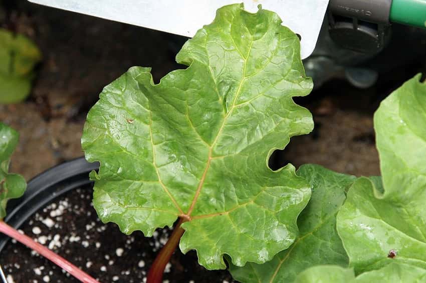 A broad Victoria rhubarb leaf attached to a red stalk.