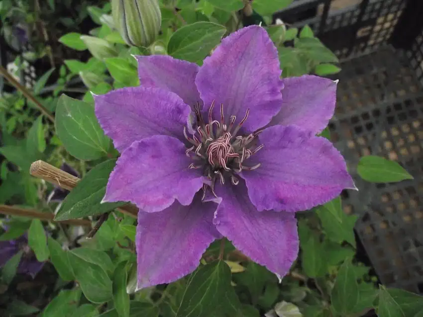 Bijou clematis showing a fresh open flower.