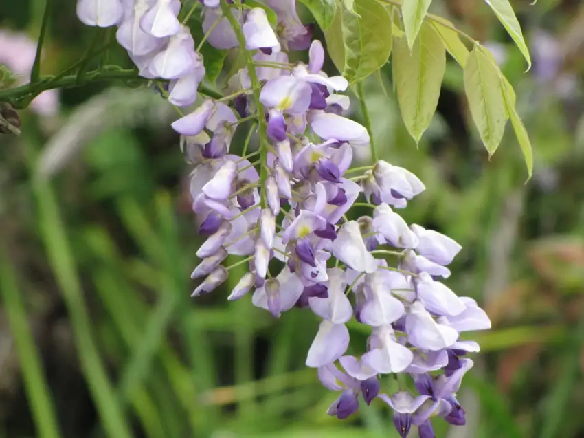 Japanese wisteria showing its hanging flower clusters. This photograph does not identify the Kokuryū cultivar.