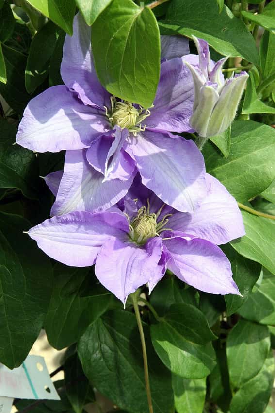 Blue Cezanne clematis flower.