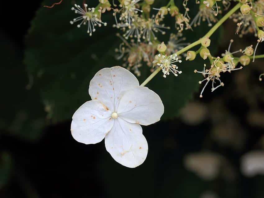 White climbing hydrangea flower and delicate fertile florets.