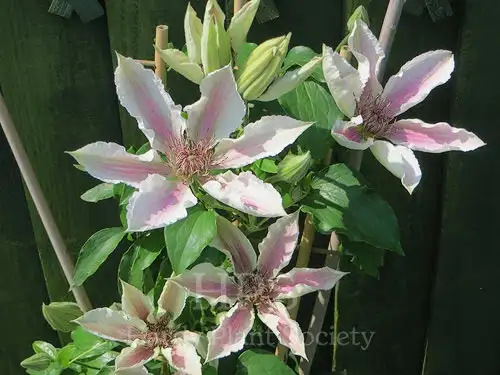 White Corinne clematis flowers with pink central stripes; Hardy Plant Society watermark retained