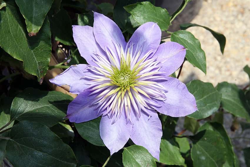 Lavender-blue Crystal Fountain clematis flower with a ruffled center.