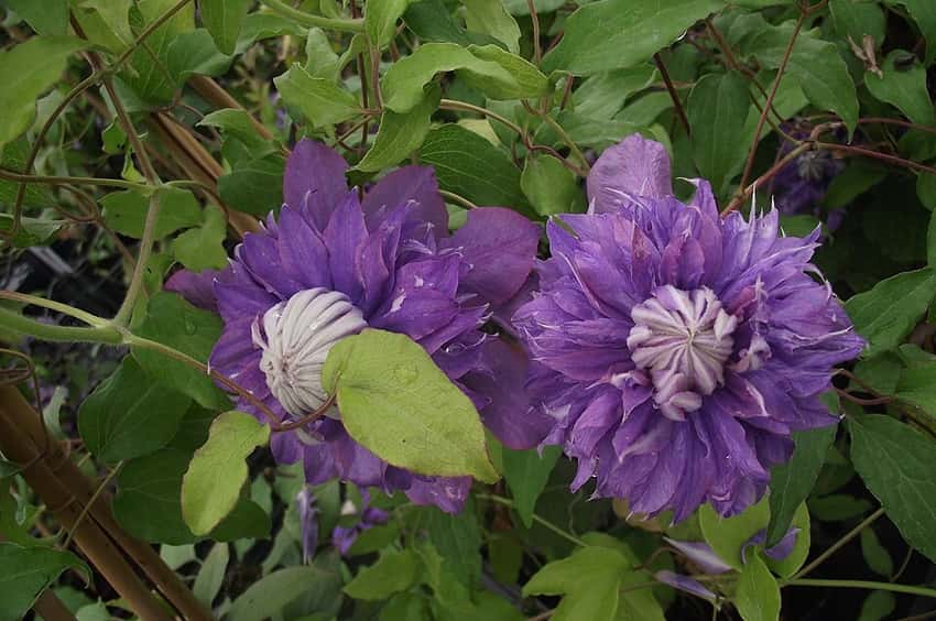 Many-petaled blue-violet Diamantina clematis flower.