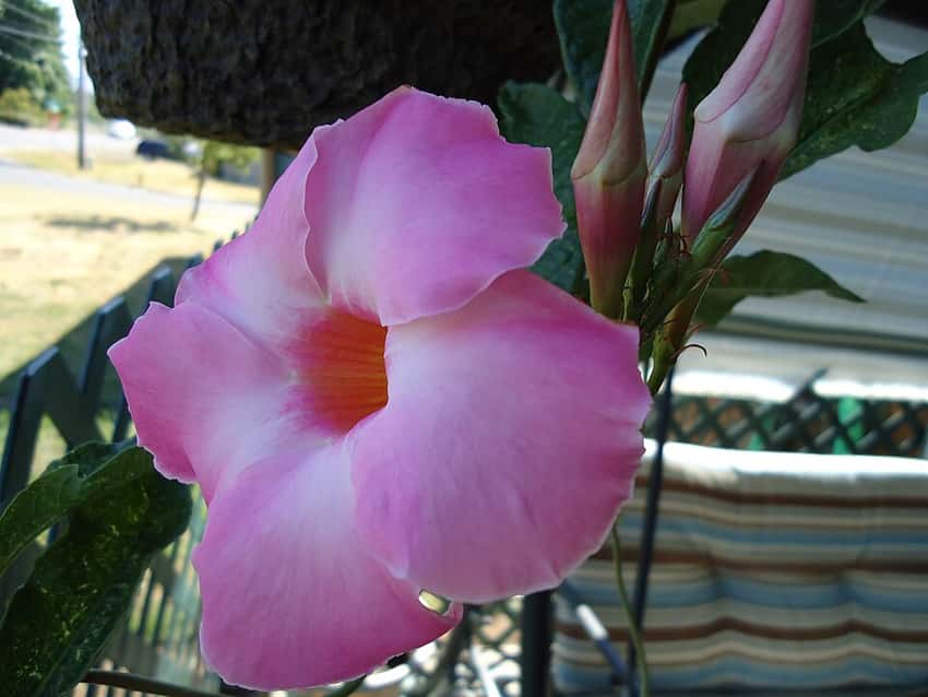 Pink mandevilla flower with glossy green foliage; catalog flower color is not specified.