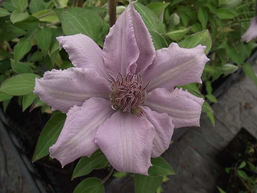 Pale mauve Filigree clematis flower and green leaves.