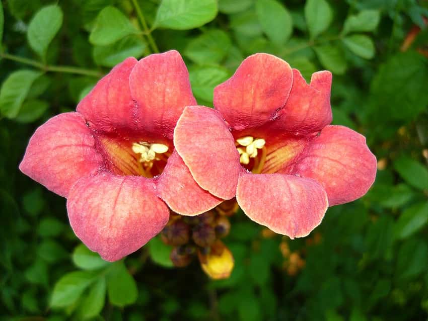 Salmon-orange hybrid trumpet vine flowers, representing the species rather than Indian Summer.