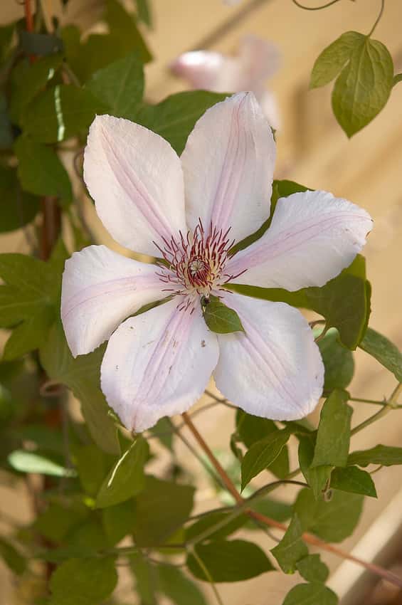 White Jan Paweł II clematis flower with a pink central stripe.